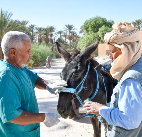 Mule in Tunisia suffering from habronema and harness wounds