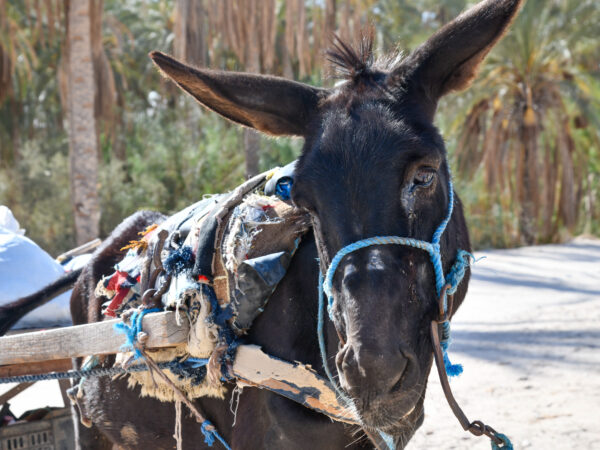 Mule in Tunisia suffering from habronema and harness wounds before SPANA treatment