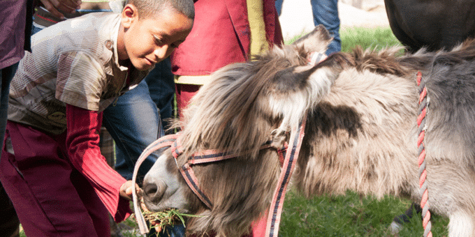 boy feeding a grey fluffy donkey in Ethiopia