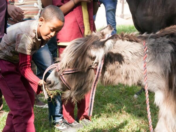 Young boy feeding donkey foal