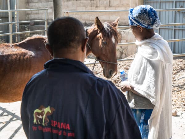A horse with EZL is treated by SPANA vets in Ethiopia