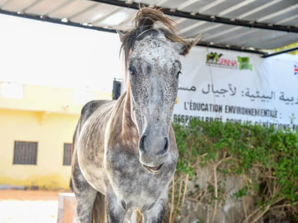 An elderly horse in Mauritania treated by SPANA vets