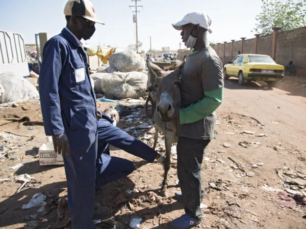 SPANA vets and a donkey with a leg injury in Mali