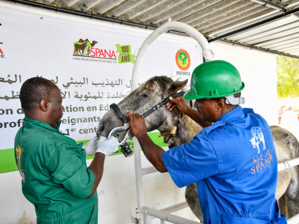 SPANA vets give dental treatment to a horse in Mauritania