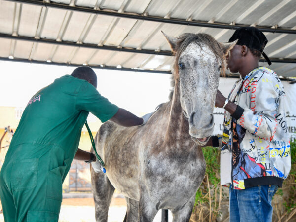 SPANA vets in Mauritania check a horse in need of dental treatment