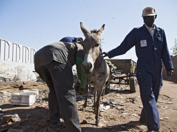 SPANA vets treat a donkey suffering from a leg injury in Mali