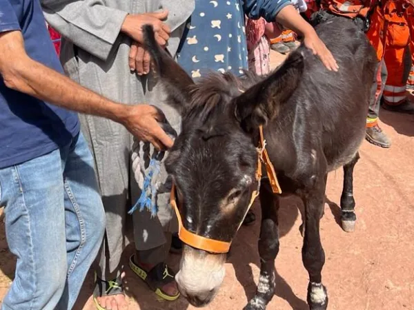 brown donkey being stroked by people with rescue team in orange jackets behind them