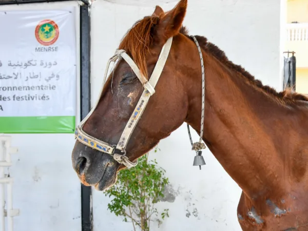 A working horse from Mauritania suffering from a blocked tear duct and conjunctivitis