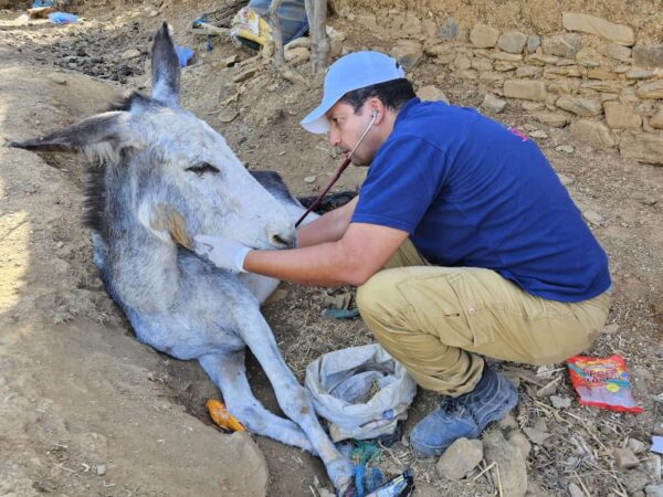 grey donkey receives treatment from SPANA vet