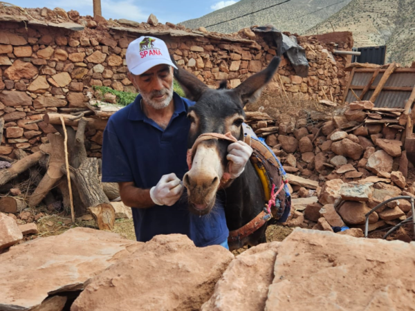 A SPANA vet treats a donkey affected by the Morocco earthquake emergency in September 2023.