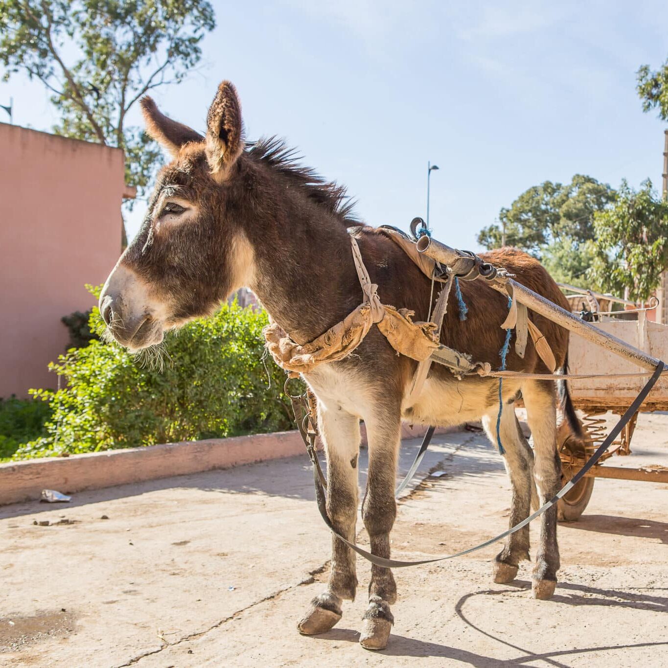brown donkey is standing attached to a cart in Morocco