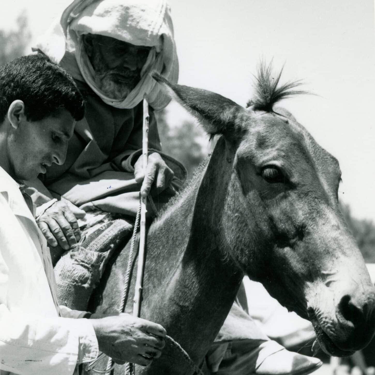 black and white photo of a mule. one man on the mule's back and the other man is standing to the side holding the reigns