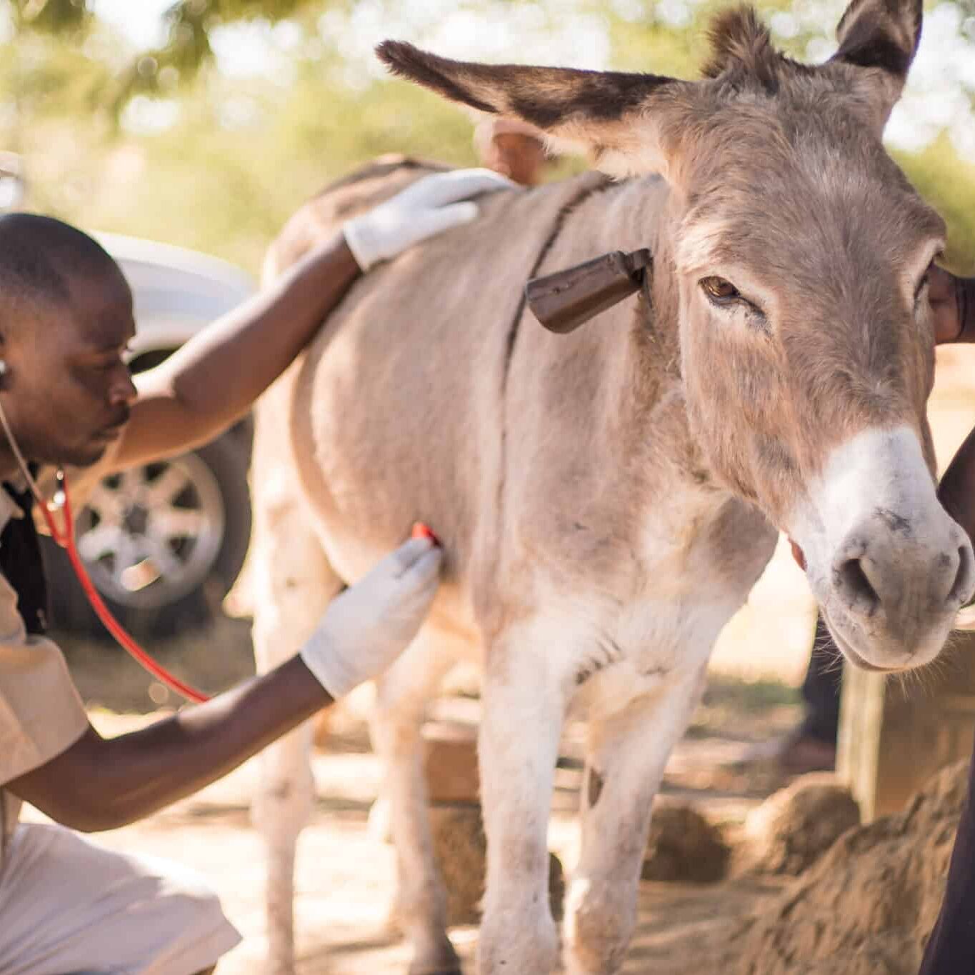 a vet in SPANA uniform listens to the heartbeat of a brown donkey
