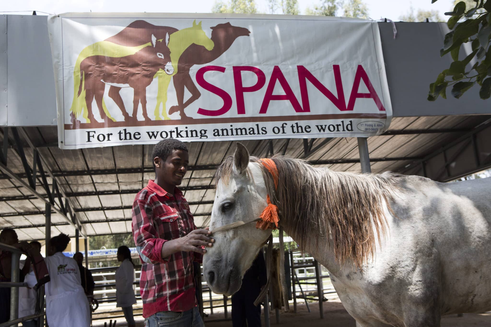 a man in red checked shirt strokes his white horse, standing under a SPANA sign