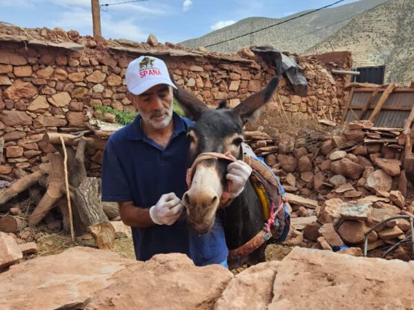 vet in SPANA cap provides treatment to brown donkey, they are surrounded by brick walls and rubble