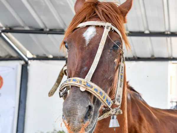a working horse from Mauritania treated by SPANA vets