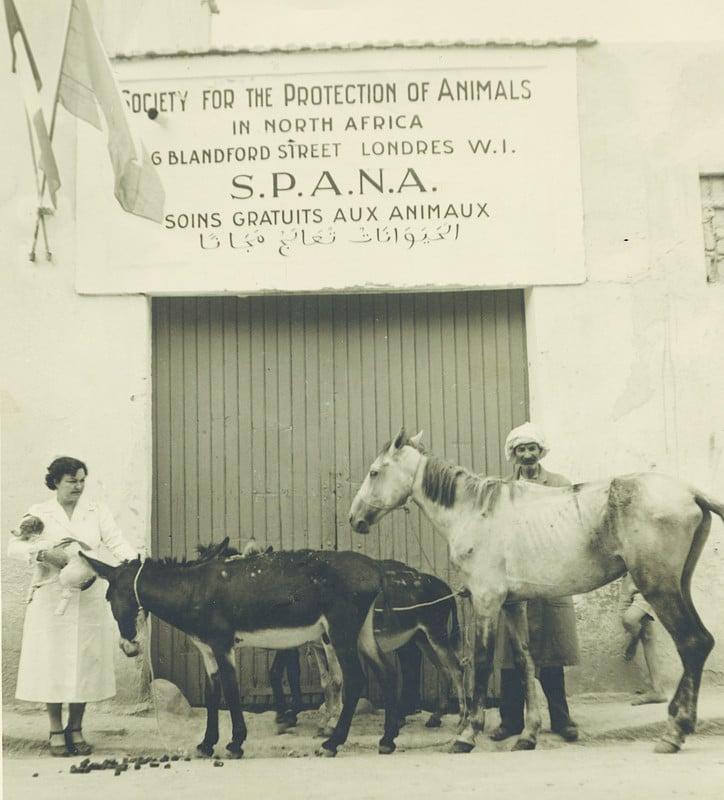black and white photo of a donkey and horse standing outside the first SPANA centre in Tunisia