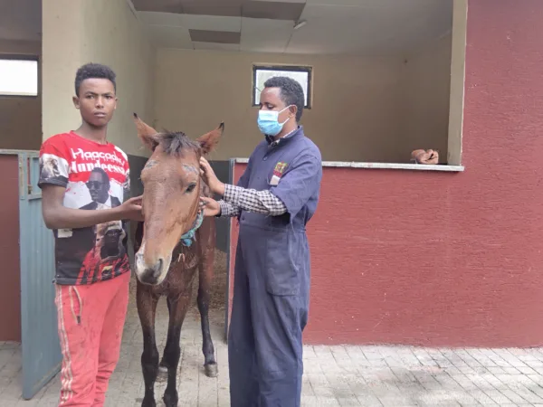 A horse stands next to his young owner and a SPANA vet, after receiving treatment for African Horse Sickness (AHS).