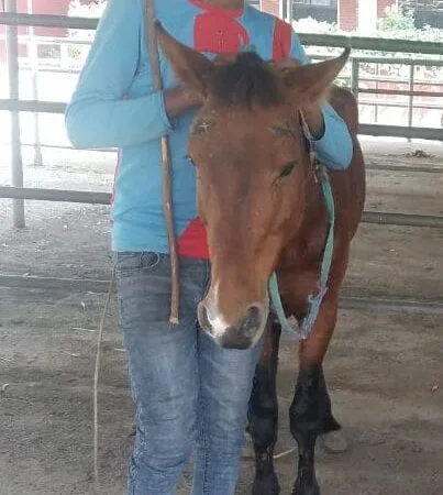 An ill horse stands next to his owner. The horse was diagnosed with African Horse Sickness (AHS).