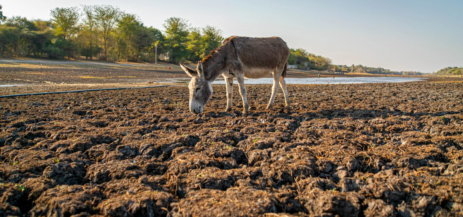 A donkey grazes on a dry river bed during droughts in Botswana.