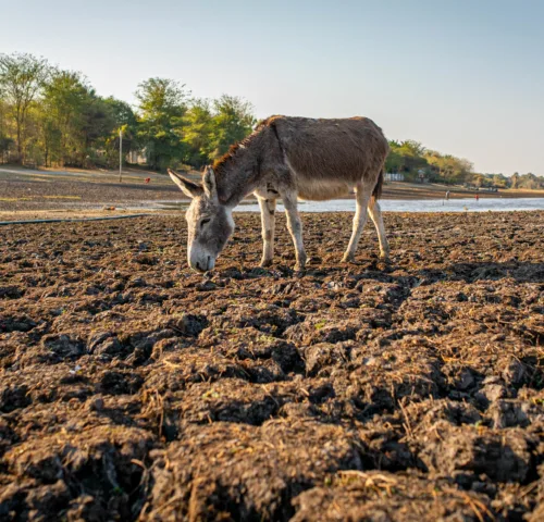 A donkey grazes on a dry river bed during droughts in Botswana.
