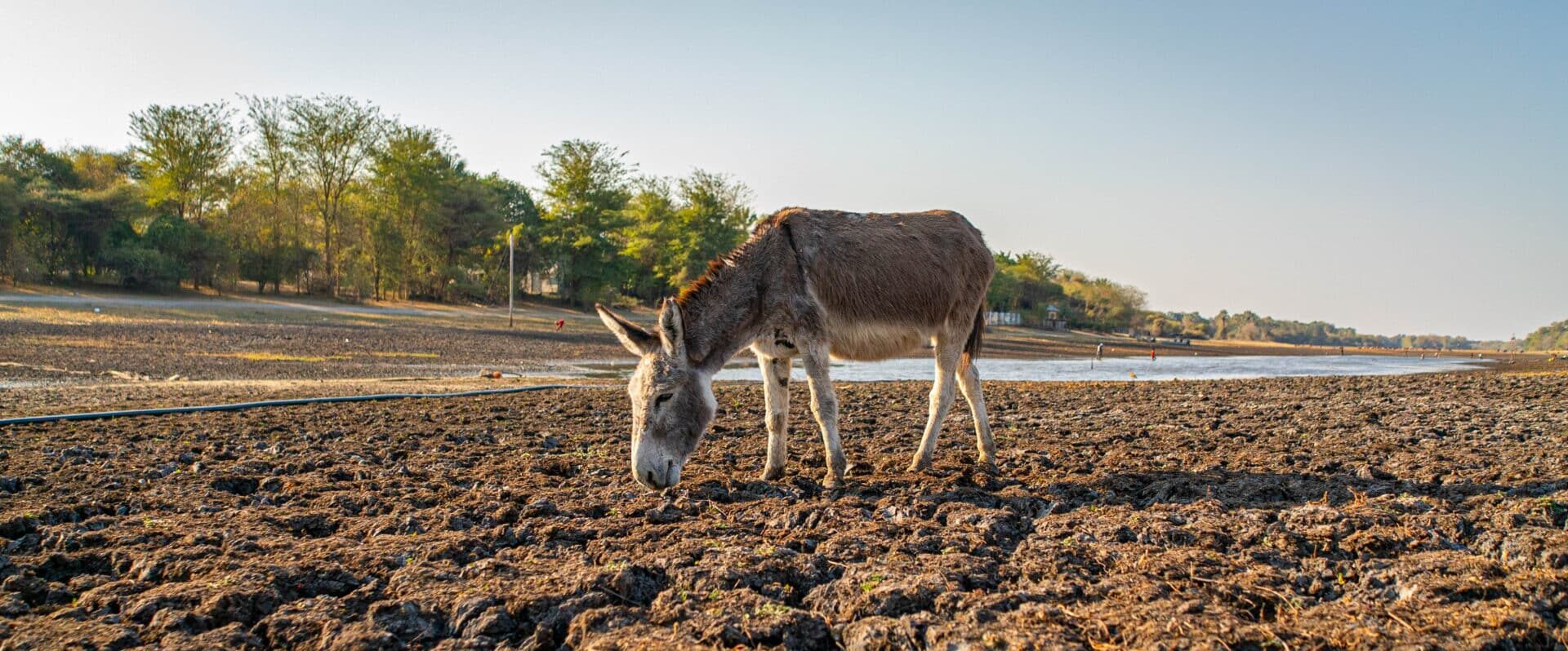 A donkey grazes on a dry river bed during droughts in Botswana.