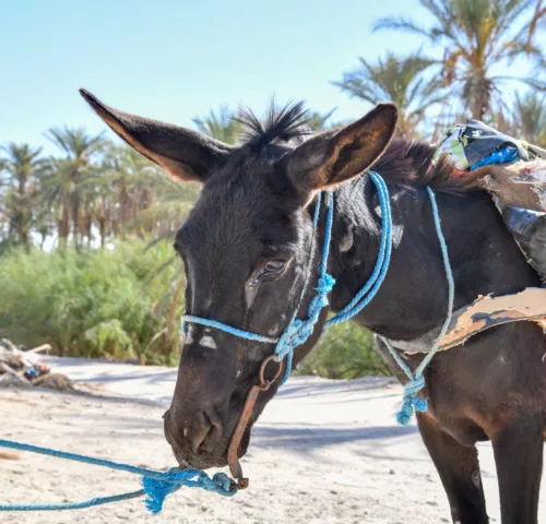 A horse suffering from habronemiasis stands on the road.
