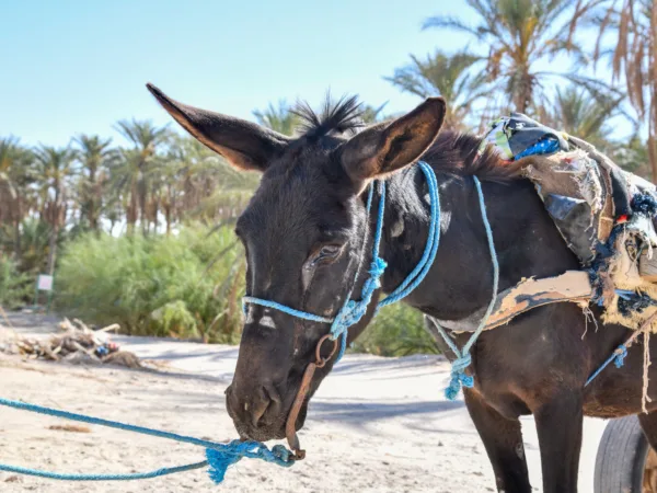 A horse suffering from habronemiasis stands on the road.