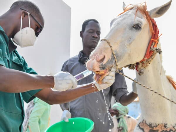 A skinny, malnourished horse receives medicine and treatment from a SPANA vet.