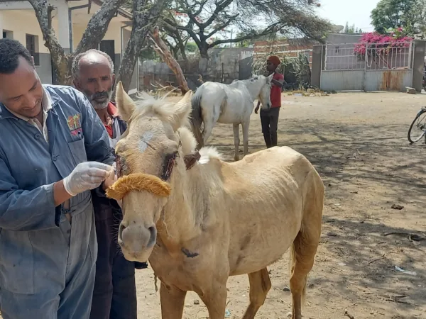 A vet cleans the wound of a horse suffering from habronemiasis. The horse's eyes appear crusty and sore and the animal struggled to keep its eyes open.