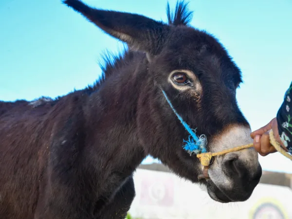 A working donkey from Tunisia is treated by SPANA vets for a hobble wound