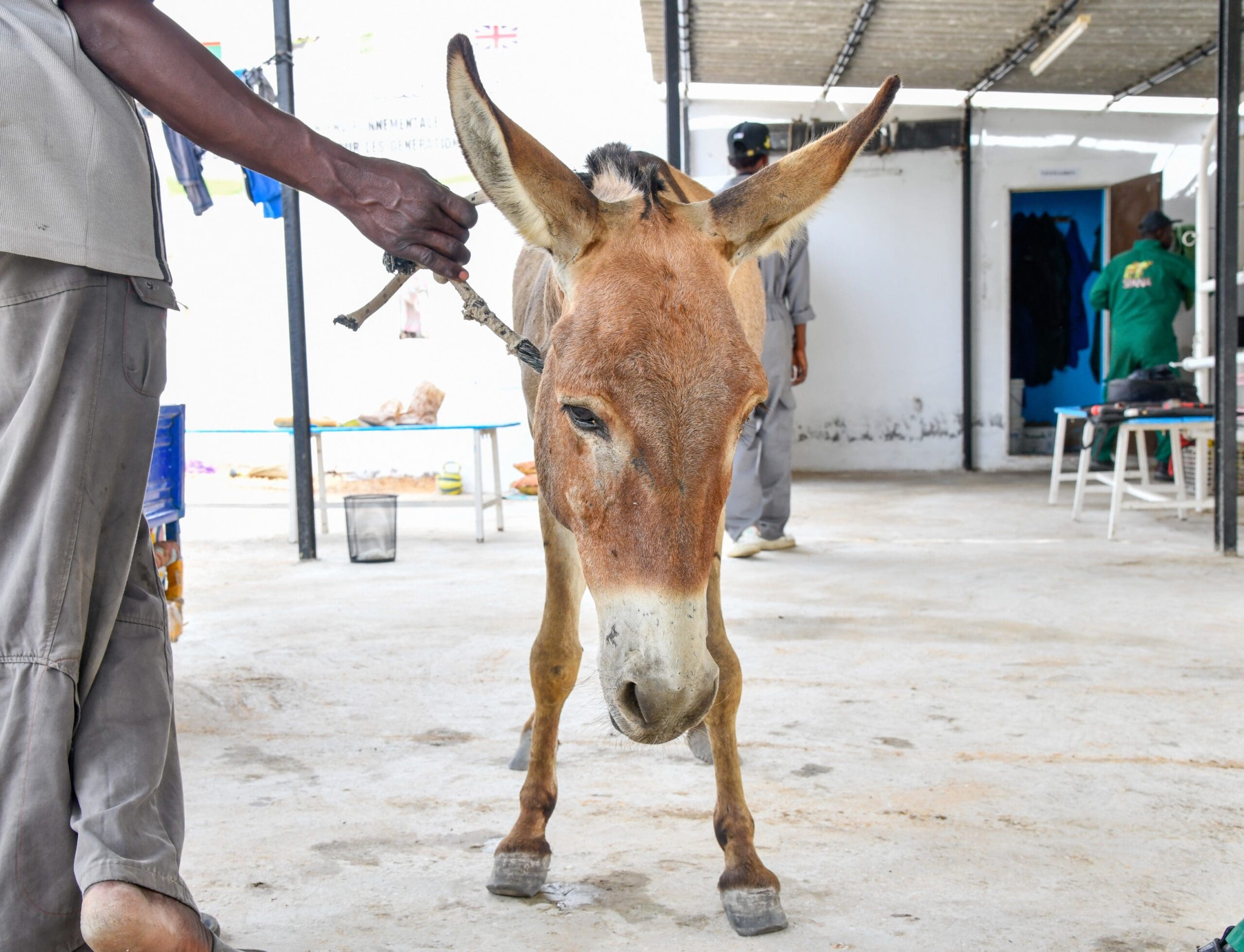 Mukhtar the donkey’s painful case of colic | SPANA