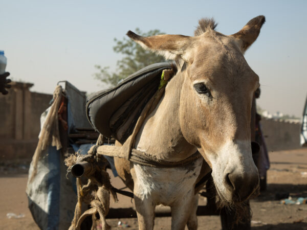 A working donkey pulls a cart.