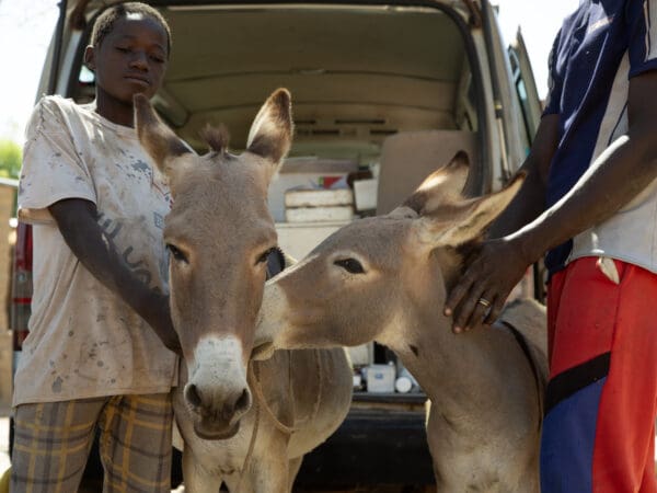 A working donkey and her foal at a SPANA mobile clinic in Mali