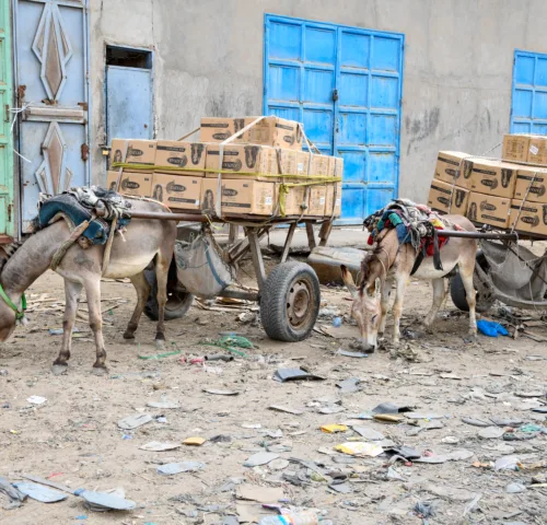 Two working donkeys rummaging for food on plastic-strewn grounds in Mauritania.