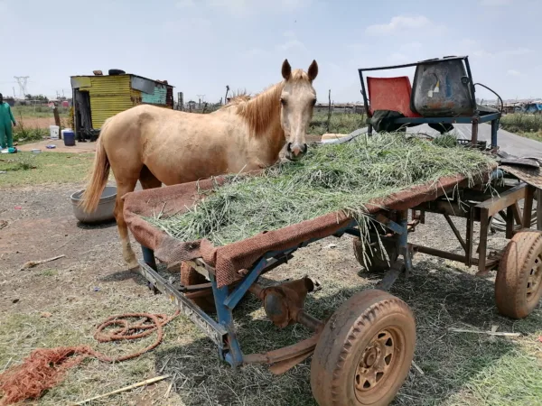 A horse eats nutritious feed from the back of a tractor trolley.