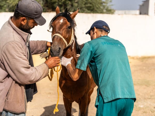 A SPANA vet treats a working horse at a mobile clinic in Tunisia