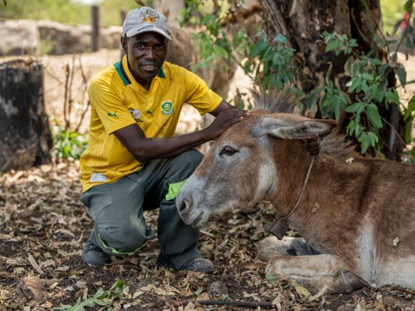 A working donkey and his owner wait for treatment at a SPANA mobile clinic in Zimbabwe