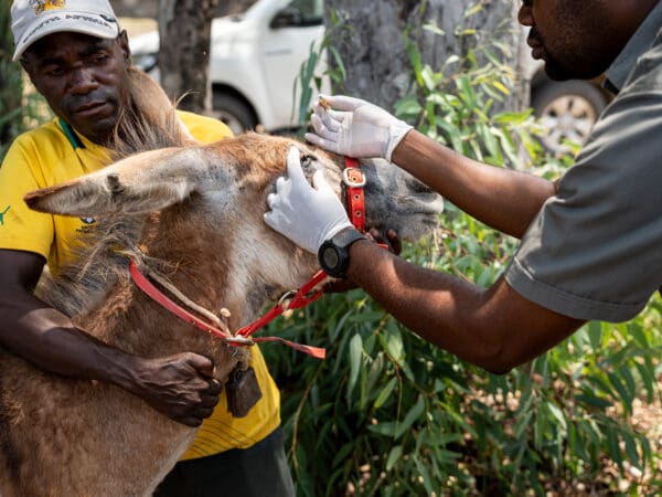 A working donkey receives treatment for an eye injury at a mobile clinic in Zimbabwe