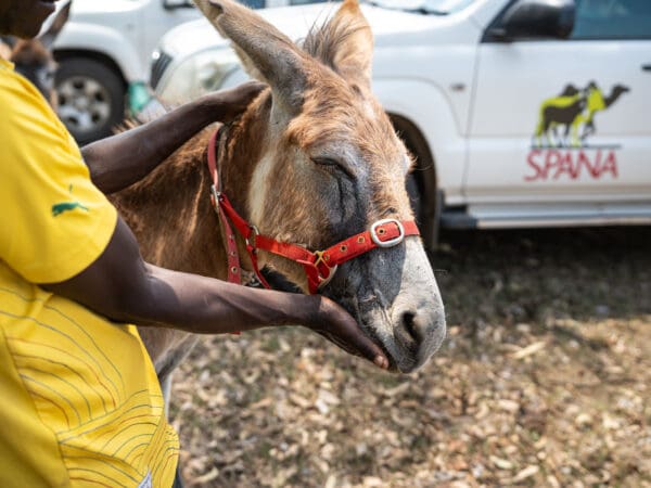 A working donkey suffering from an eye injury visits a SPANA mobile clinic in Zimbabwe