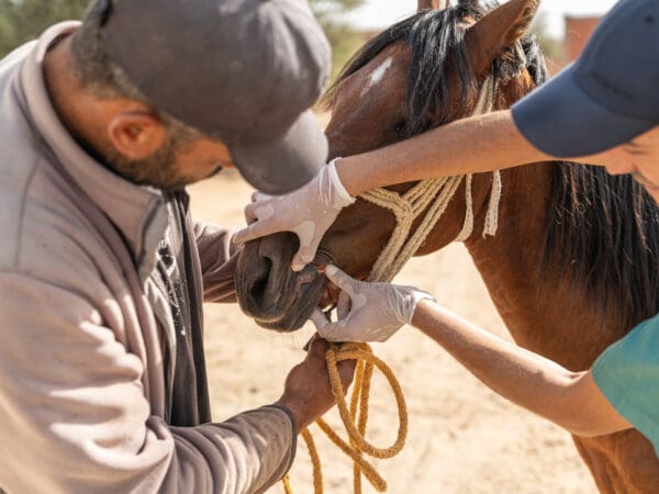 A working horse suffering from a bit wound visits a SPANA mobile clinic in Tunisia