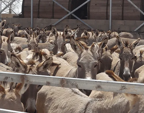 Victims of the donkey skins trade wait masses together in an encosure in Africa.