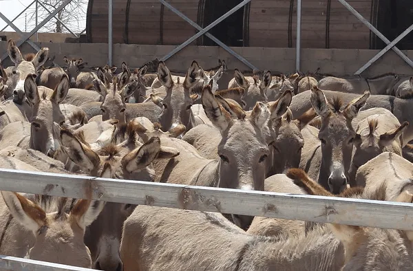 Victims of the donkey skins trade wait masses together in an encosure in Africa.