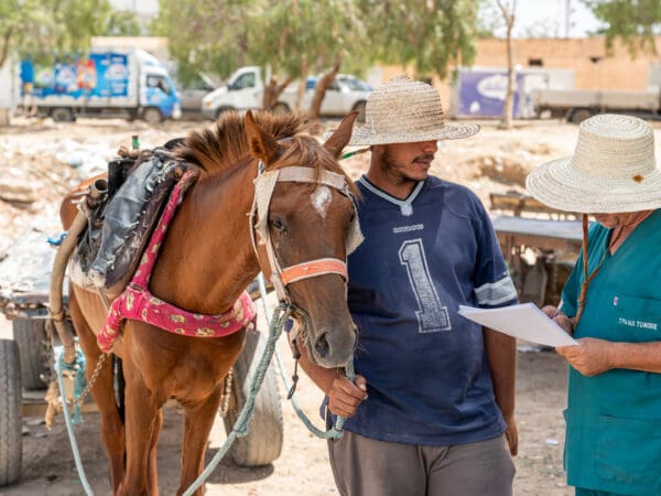 The owner of a working horse with habronemiasis vists the SPANA mobile clinic in Tunisia