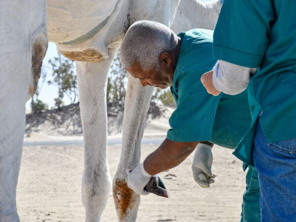 A SPANA vet treats a camel suffering from scabies at a SPANA mobile clinic in Tunisia