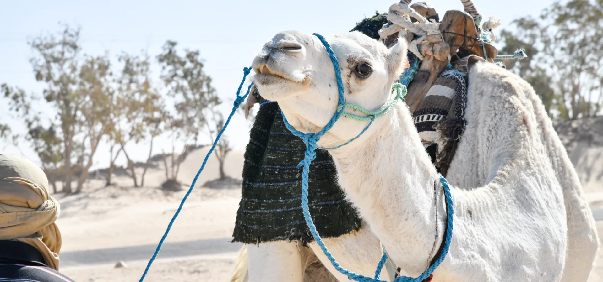 A camel with suspected scabies was treated by SPANA vets at a mobile clinic in Tunisia