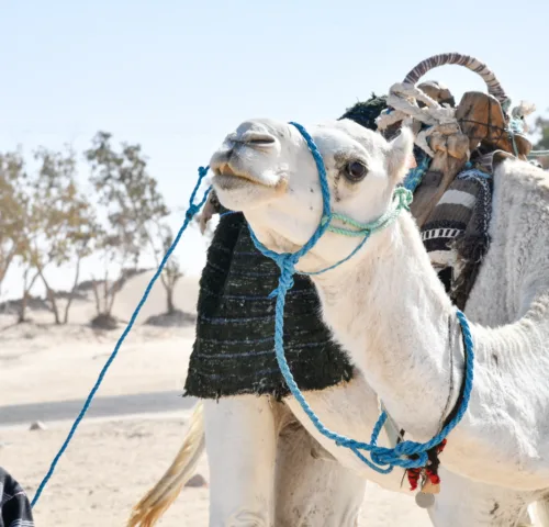 A camel with suspected scabies was treated by SPANA vets at a mobile clinic in Tunisia