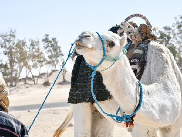 A camel with suspected scabies was treated by SPANA vets at a mobile clinic in Tunisia