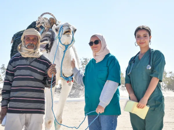 A camel with suspected scabies was treated by SPANA vets at a mobile clinic in Tunisia
