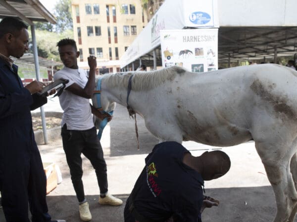 A horse in Ethiopia receives farriery treatment at a SPANA veterinary centre